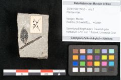 Foto (Objekt + Etikett) von Plantae indet.  (NHMW-GEO-2024-0188-11452)